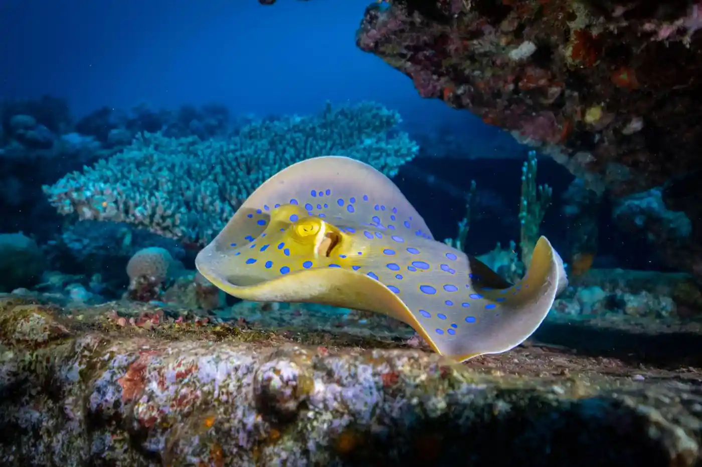 Abu Nuhas – Giannis D Wreck dive site in Hurghada Red Sea Egypt