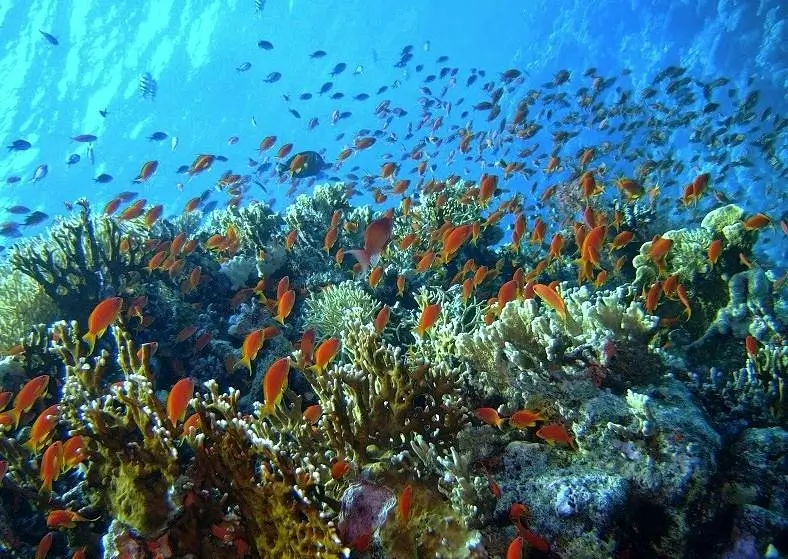 Careless Reef dive site in Hurghada Red Sea Egypt