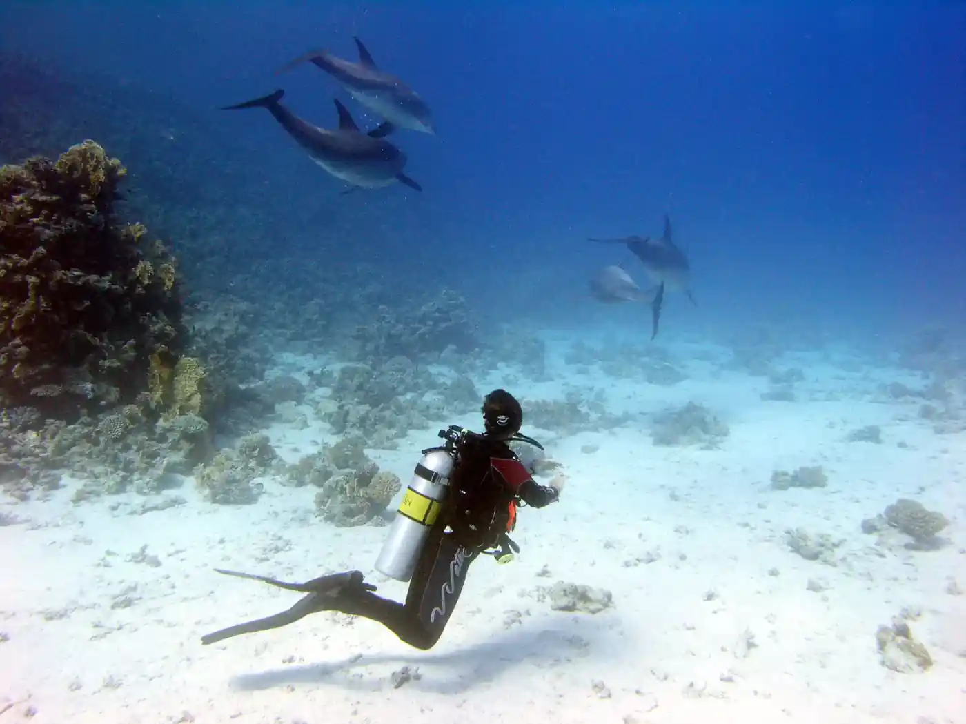 Shaab El Erg "Dolphin House" dive site in Hurghada Red Sea Egypt