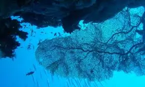 Umm Gamar dive site in Hurghada Red Sea Egypt