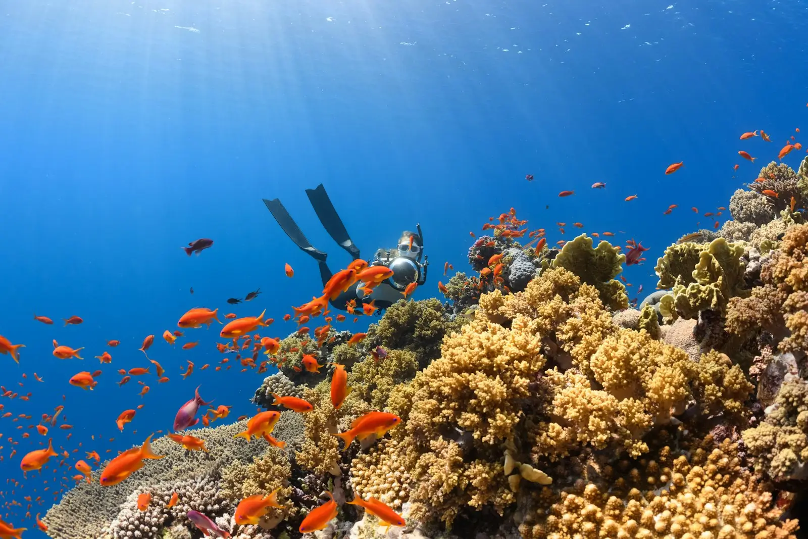 Professional scuba diving in Hurghada Red Sea coral reefs with certified instructors